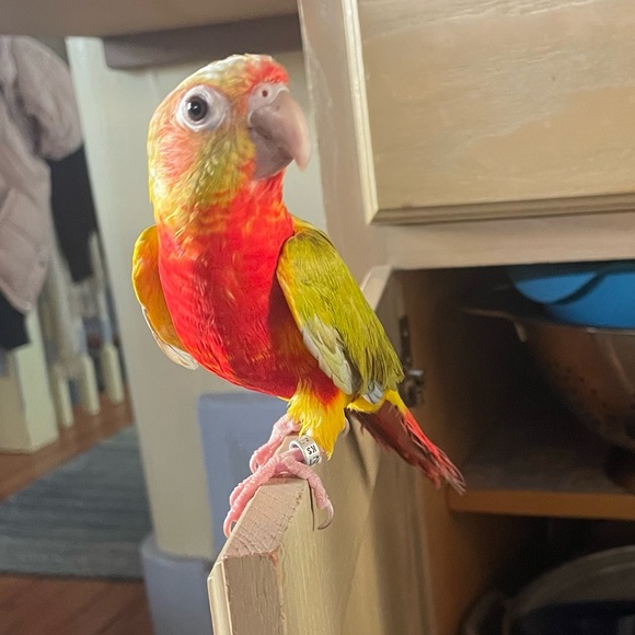 Meet your Posher, Jules - Picture 4 of 6